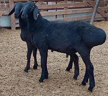 КАСАПЧЫ🐑🔪, сойуу,жиликтоо, куйкало,чучук жасоэт бышыруу