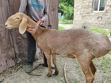 уй сатылат бишкек 2022: Сатам | Ургаачы кой (ургаачы) | Арашан — 4