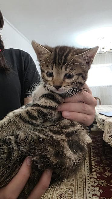 котятя: Продаются невероятно красивые, активные и ласковые котята! Малышам — 5