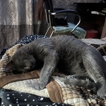 рыжий пятнистый кот купить: 1 год, Мальчик, Кастрирована, Приучена к лотку — 4