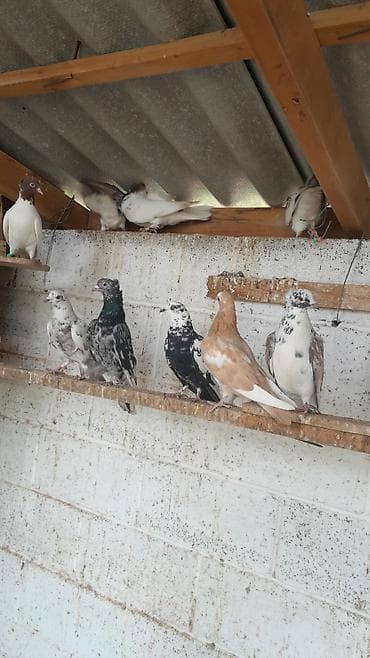 павлины голуби: Голуби декоративных пород (разные окрасы и типы оперения) - — 2