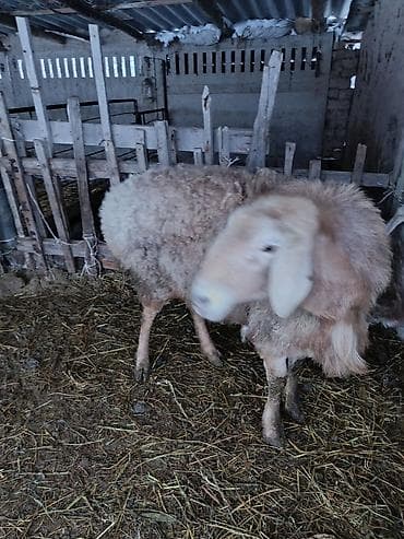 кой сатылат кара балта: Сатам | Ургаачы кой (ургаачы) | Көбөйтүү үчүн | Токту — 3