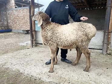 сх животные и товары: Продаю | Баран (самец) | Арашан | Для разведения — 1