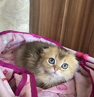 шотландская: Продается шотландский вислоухий котенок, очень ласковый и контактный — 3