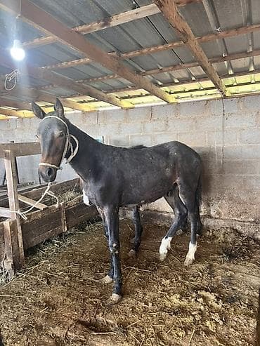 продаю животных: Продаю | Жеребенок | Полукровка | Для разведения — 3