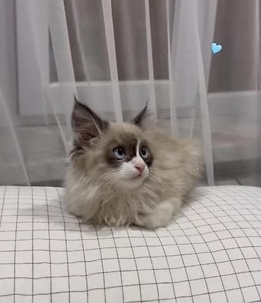 рэгдолл бишкек: Породистый котёнок рэгдолл (окрас сил-мицед или блю-поинт с белым) — 3