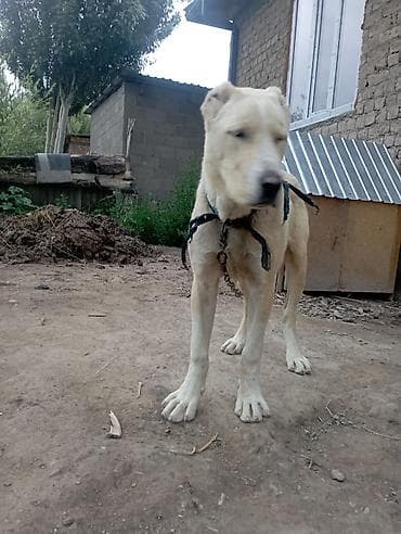 домик для собаки бишкек: Алабай, 4 месяца, Самка, С прививкой — 3