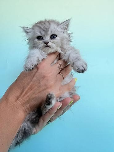 Животные: Скотиш Фолд (Шотландская вислоухая), 1 месяц, Девочка, Золотая шиншилла, Приучена к лотку, Проглистована, С документами — 10