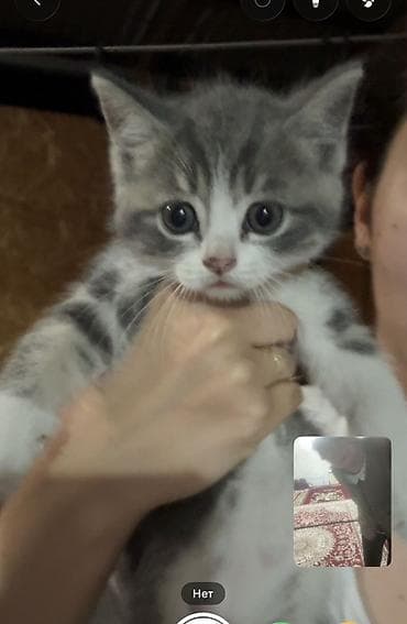 Животные: Ищем любящих родителей для Британских котят🥹❤️ Им 1,5 месяца уже — 2