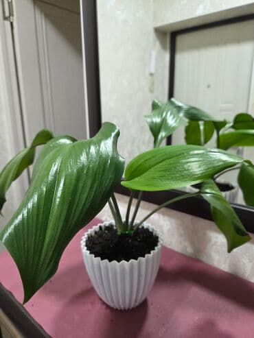 пшеница буудай: Эухарис (амазонская лилия) — комнатное луковичное растение с крупными — 14