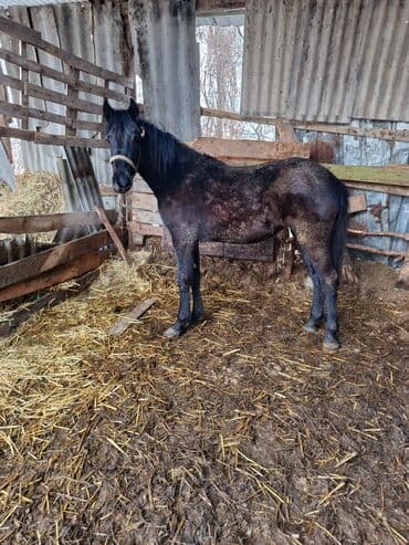 Жылкылар, аттар: Сатам | Бээ (ургаачы), Тай — 2