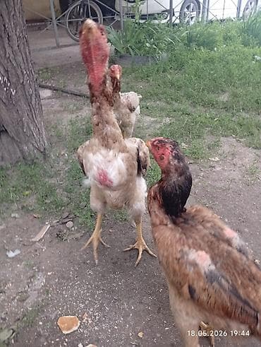 бойцовых: Продаю | Петух | Бойцовая | Для разведения — 5