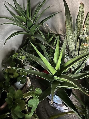 Үй жана бакча: Алоэбольшойлечебный,продаю — 1