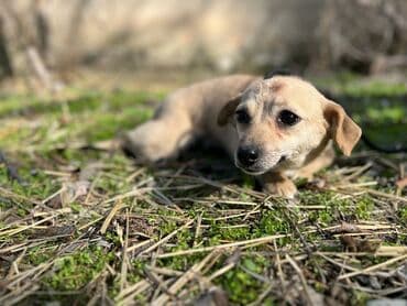 сколько стоит немецкая овчарка: Ищем дом для молодой стерилизованной девочки(рожать не будет) — 3