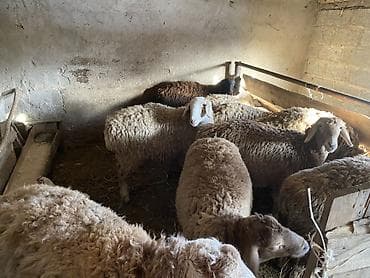 бараны допер: Продаю | Овца (самка), Ягненок | На забой, Для разведения — 2