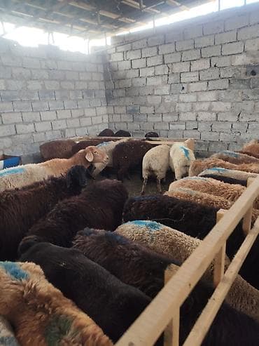 Продаю | Овца (самка) | Для разведения | Матка