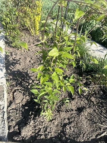 автомойка жумуш: Продаю луковицы тюльпанов, после выгонки! И садовые растения : пионы — 10