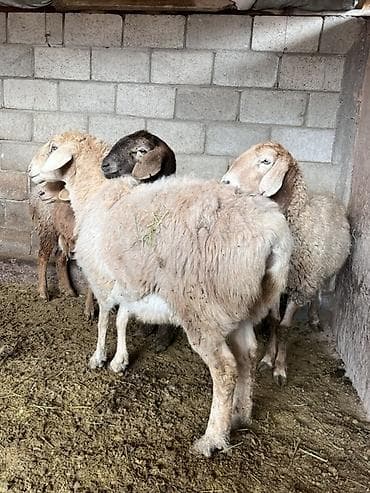 Аквариумы: Продаю | Овца (самка) | Гиссарская, Арашан | На забой | Матка — 1