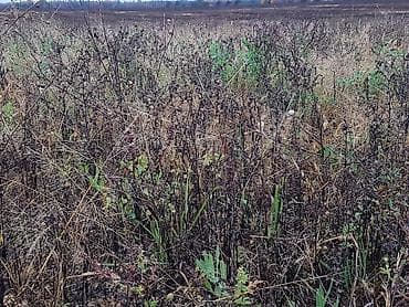 15 соток: 500 соток Для сельского хозяйства — 1