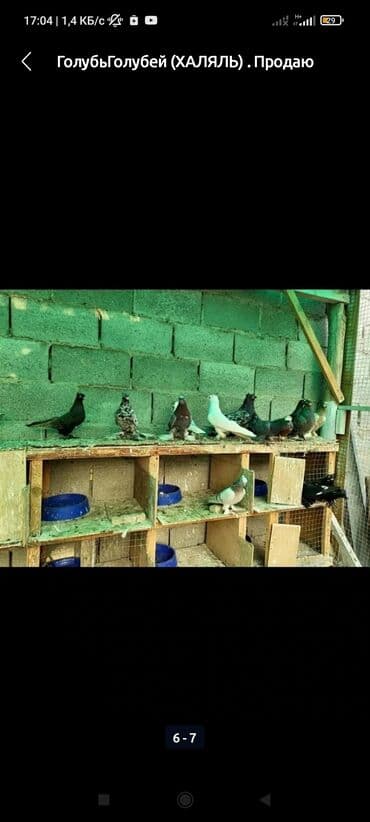 помет голубиный: До 1 кг — 1