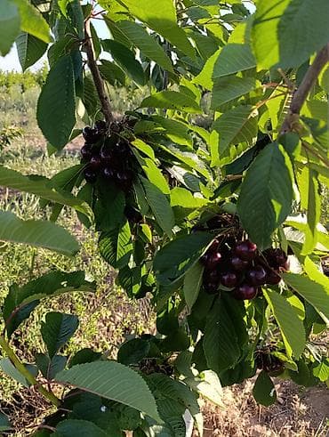 студия 1 комнатная: 80 соток, Для сельского хозяйства, Договор купли-продажи — 10