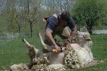 jetta 2: Услуги стрижки овец на вашем подворье - Профессиональная стрижка овец — 1