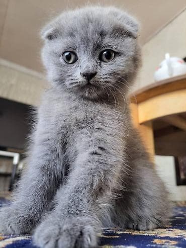 Скотиш Страйт (Шотландская прямоухая), 2 месяца, Девочка, Серый