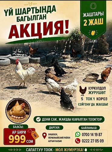 Продаю | Куры | Домашняя | Для разведения at lalafo.kg Продаю | Куры | Домашняя | Для разведения