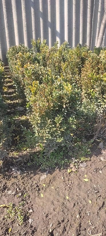 павлония дерево: Самшит.Вьющиеся Розы — 4