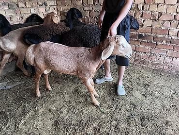 животное ласка: Продаю | Козёл (самец) — 1