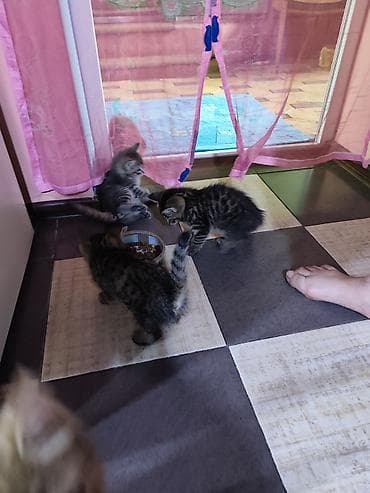 где можно купить кошку: Котята серо‑тигрового окраса - Домашние короткошёрстные котята с — 3