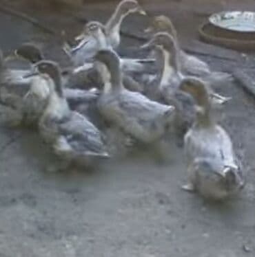 Зоотовары: Молодняк домашних уток. - Порода/окрас: серо-белый, классический — 1