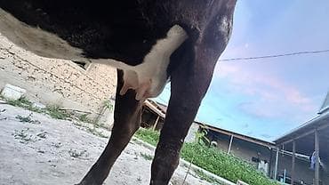 алатауская корова: Продаю | Корова (самка) | Для молока — 6