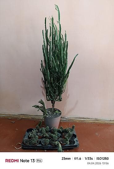 молочай: Молочай, высота 125 см. Доллар высота около 60 см Скала около 60 — 1