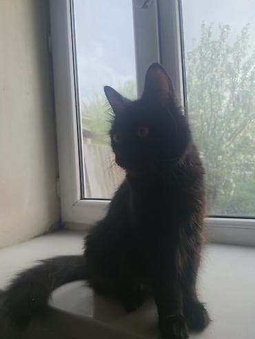 ориентальные котята купить: Котята домашние, помёт из четырёх малышей: - Окрасы: дымчато‑серый с — 6