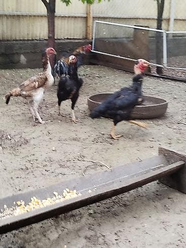 суточный квартира джалал абад: Дакан мекиштер сатылат активный 8 штук бар алмашу жолдору бар жемге — 2