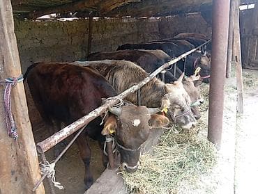 Животные: Продаю | Бык (самец) | Алатауская, Швицкая | На откорм — 6