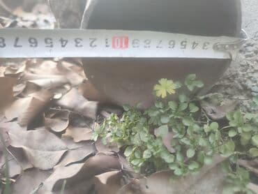 трубы канализация: Металлическая труба для заборов, Диаметр: Другой диаметр, Толщина: Другая толщина — 6