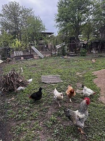 ферма курица: Продаю | Куры, Петух — 1