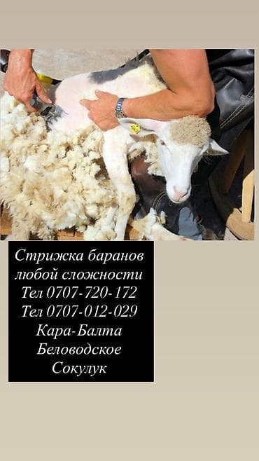 цыплята жалал абад: Стрижка баранов — 1