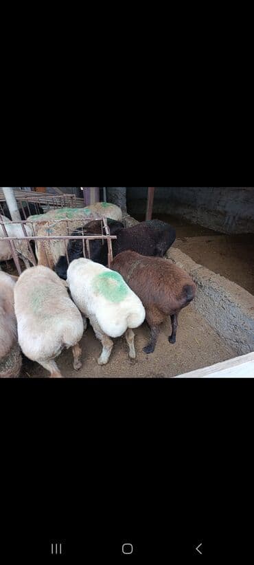 купить щенка пинчера: Продаю | Овца (самка) | На забой — 5