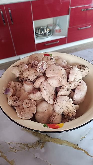 купить курицу: Свежие грибы только что собрали в горах
килограма 4 
Сокулук — 1