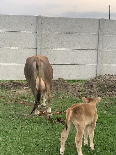 бенгальские кошки цена бишкек: Продаю | Корова (самка) | Полукровка | Для молока | После отела — 3