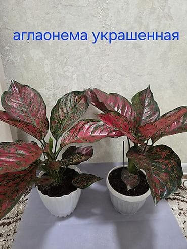 кала: Декабрист оранжевый на подвое кактуса + калатея украшенная (два — 7