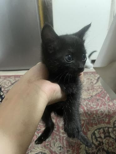 черный кот: Черный котенок, короткошёрстный, с большими выразительными глазами — 2