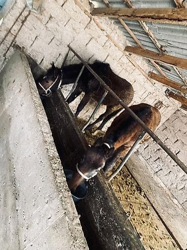 Лошади, кони: Продаю | Кобыла (самка) — 5