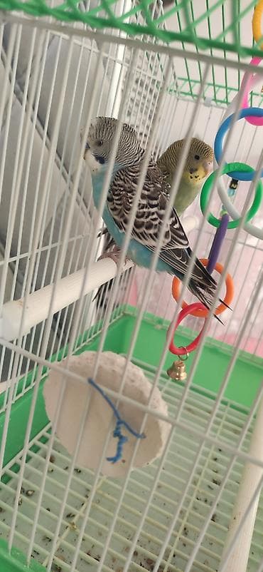 скворечник для птиц: Домик‑клетка для волнистых попугаев с аксессуарами - Металлическая — 3