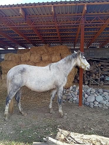 лошадь цена: Продаю | Кобыла (самка) | Полукровка | Рабочий — 5