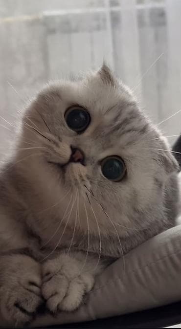 тайские кошки цена: ШотландскаяFold вислоухая кошечка Возвраст 7 месяцев ) Чистая — 2