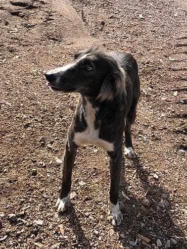 отдам даром попугая жако: Собака даром: 9 месяцев, Самка — 1